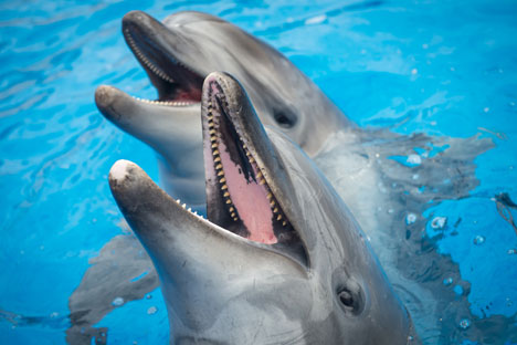 Ukraine wants its Crimean military dolphins back>>>