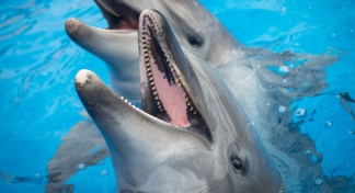 Ukraine wants its Crimean military dolphins back