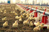 Sanctions hit poultry trade