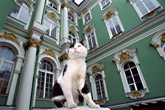  Guarding Russia’s jewel box: A cat’s eye view of the Hermitage