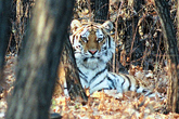 Nature or nurture? Tiger rehabilitation program provokes debate in Far East