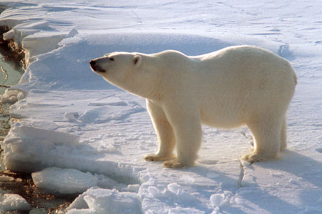 Number of polar bears in the Arctic is decreasing 