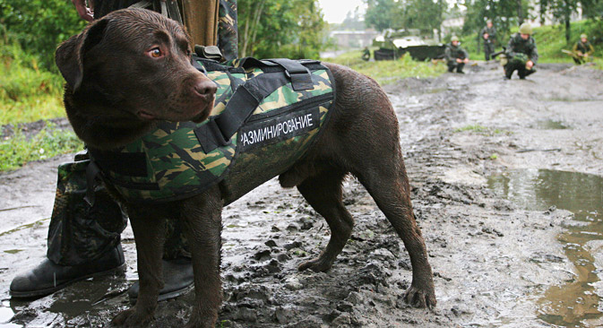 Meet the Russian military's K9 corps and its Navy Seals