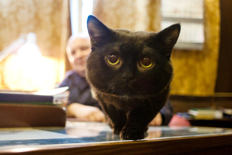 Botsman chefia equipe de gatos em navio (Foto: Oleg Kulechov)