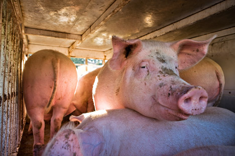Russia bans European pork imports