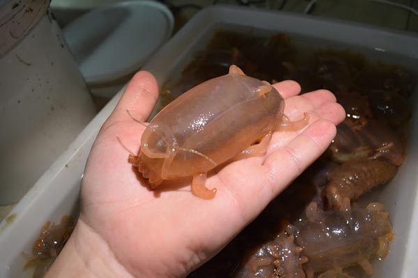 La scotopanes globosa recibe el apodo de “cerdo de mar”, aunque es un pariente cercano del pepino marino.