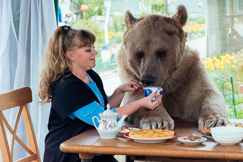 How to tame a bear: One Russian family’s experience