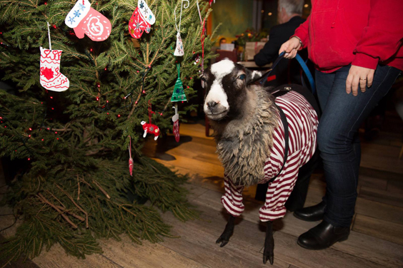 Tolia, le mouton le plus mondain de Moscou. Source : Service de presse