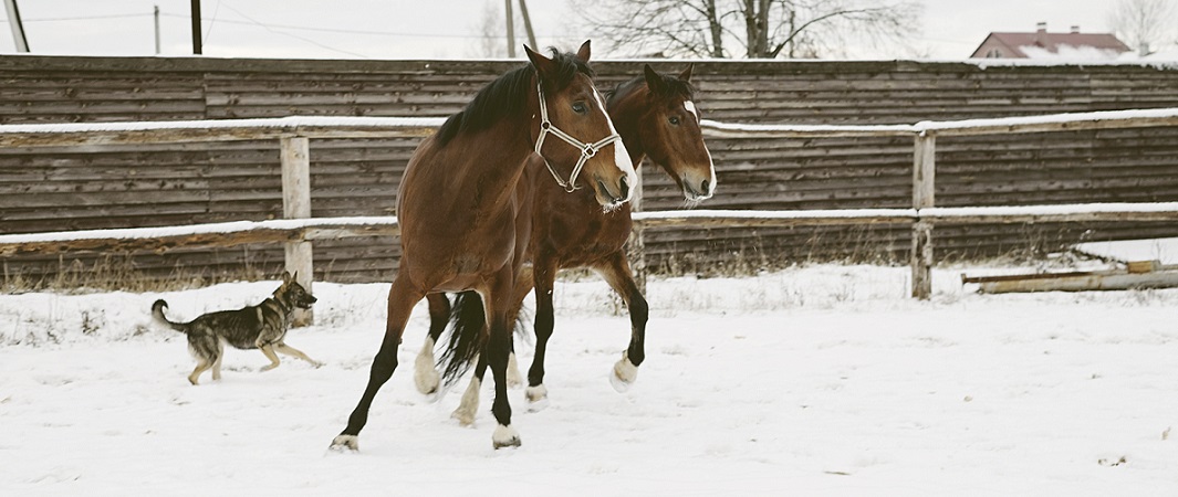 Foto: Kusnezowo