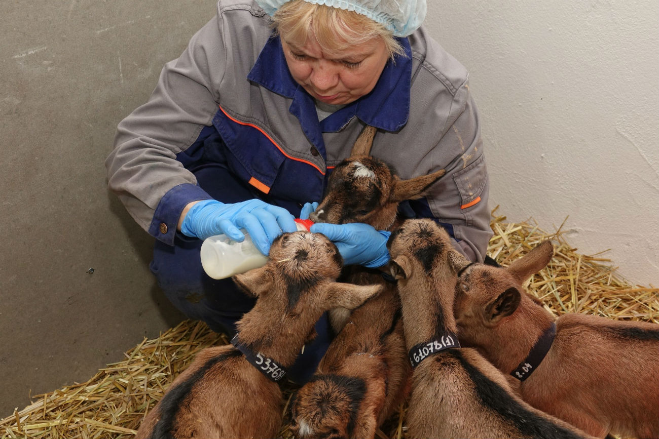 The baby goats are first bottle-fed mother's milk. / UGMK-Agro