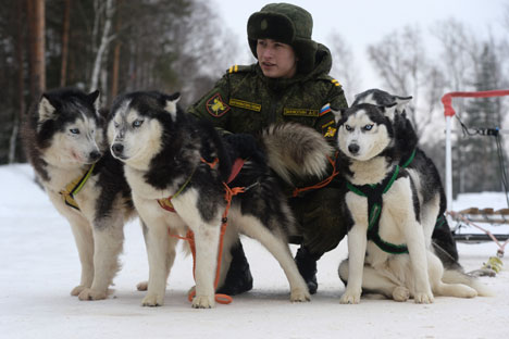 Anjing Militer Rusia: Patroli, Lacak Ranjau, Hingga Jadi 