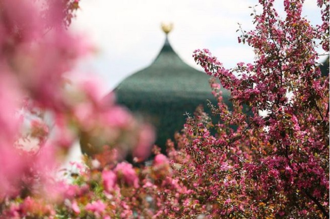 モスクワ花見 りんご さくらんぼ アーモンド ロシア ビヨンド