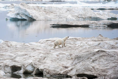 유빙에 올라가 있는 북극곰 (사진제공=알라미/레기언 메디아)
