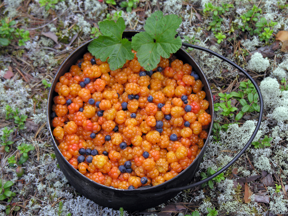 러시아포커스 : 카렐리야의 전통음식, 또는 ‘호수의 땅’에 가면 무엇을 먹을까?